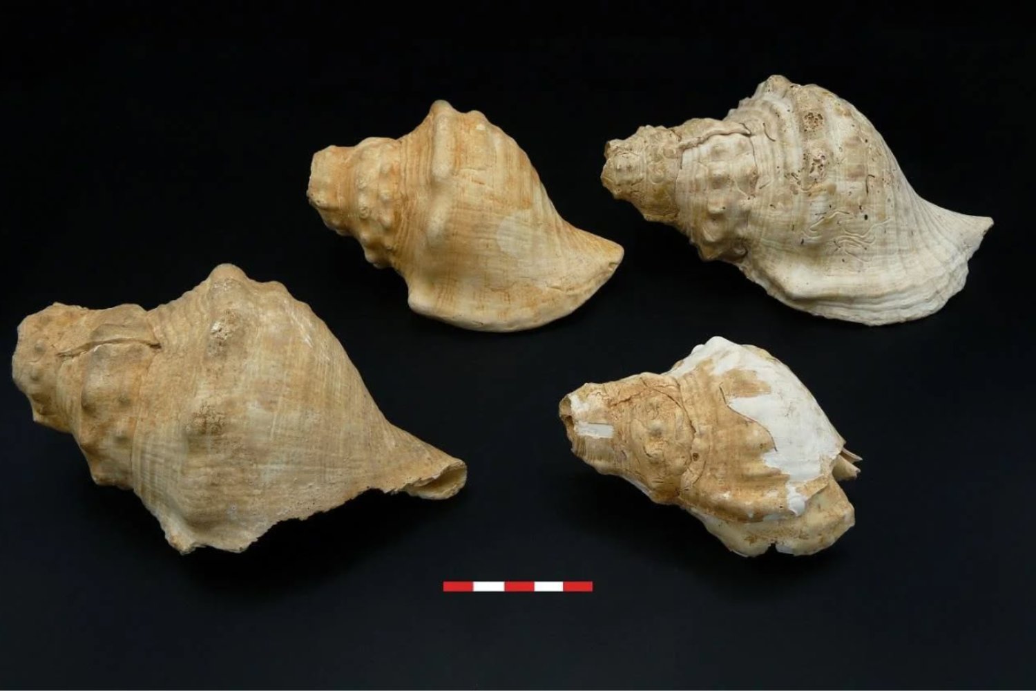 Parece una caracola, pero es tecnología acústica neolítica: los instrumentos de 6.000 años hallados en Cataluña que sonaban como trompas modernas