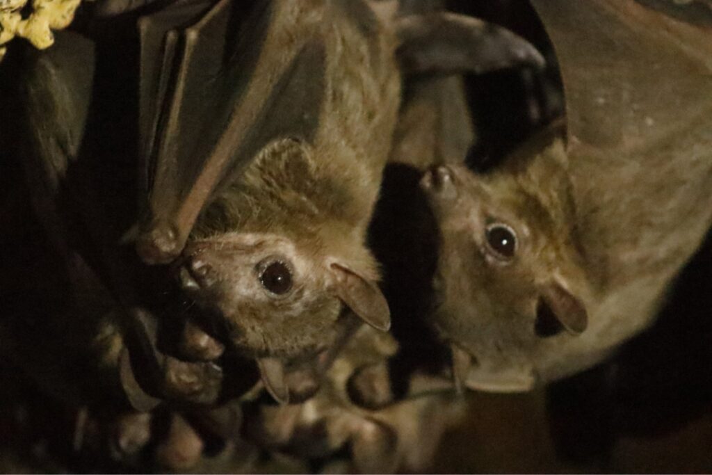 Brasil prueba las primeras “Bat Gates” para proteger cuevas y murciélagos en peligro de extinción