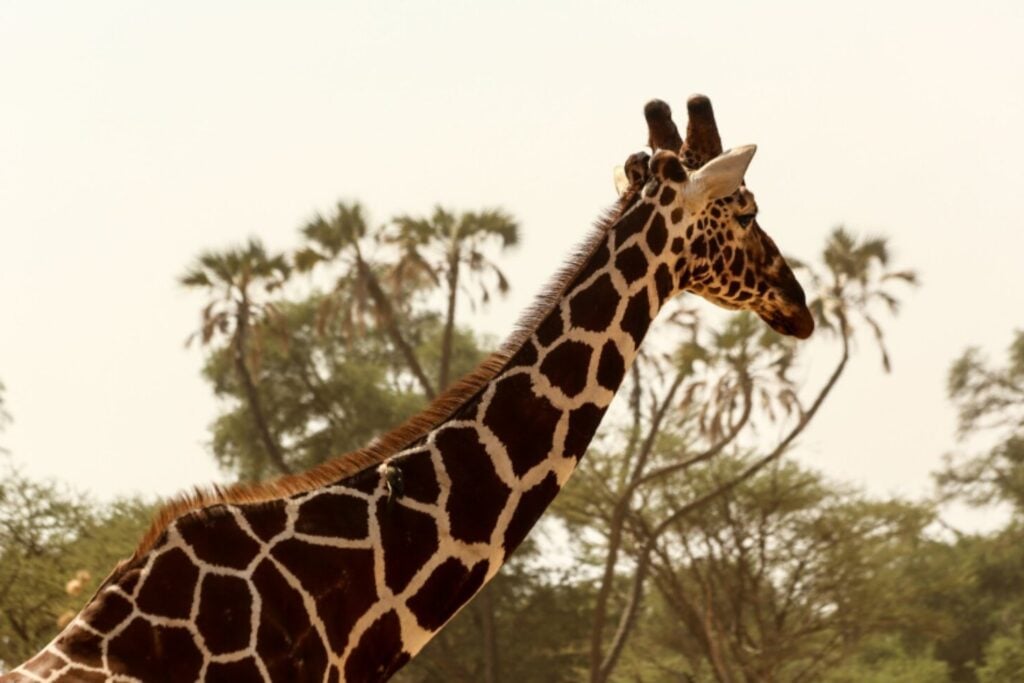 El cuello imposible de la jirafa no apareció de golpe: la evolución tardó millones de años en construirlo