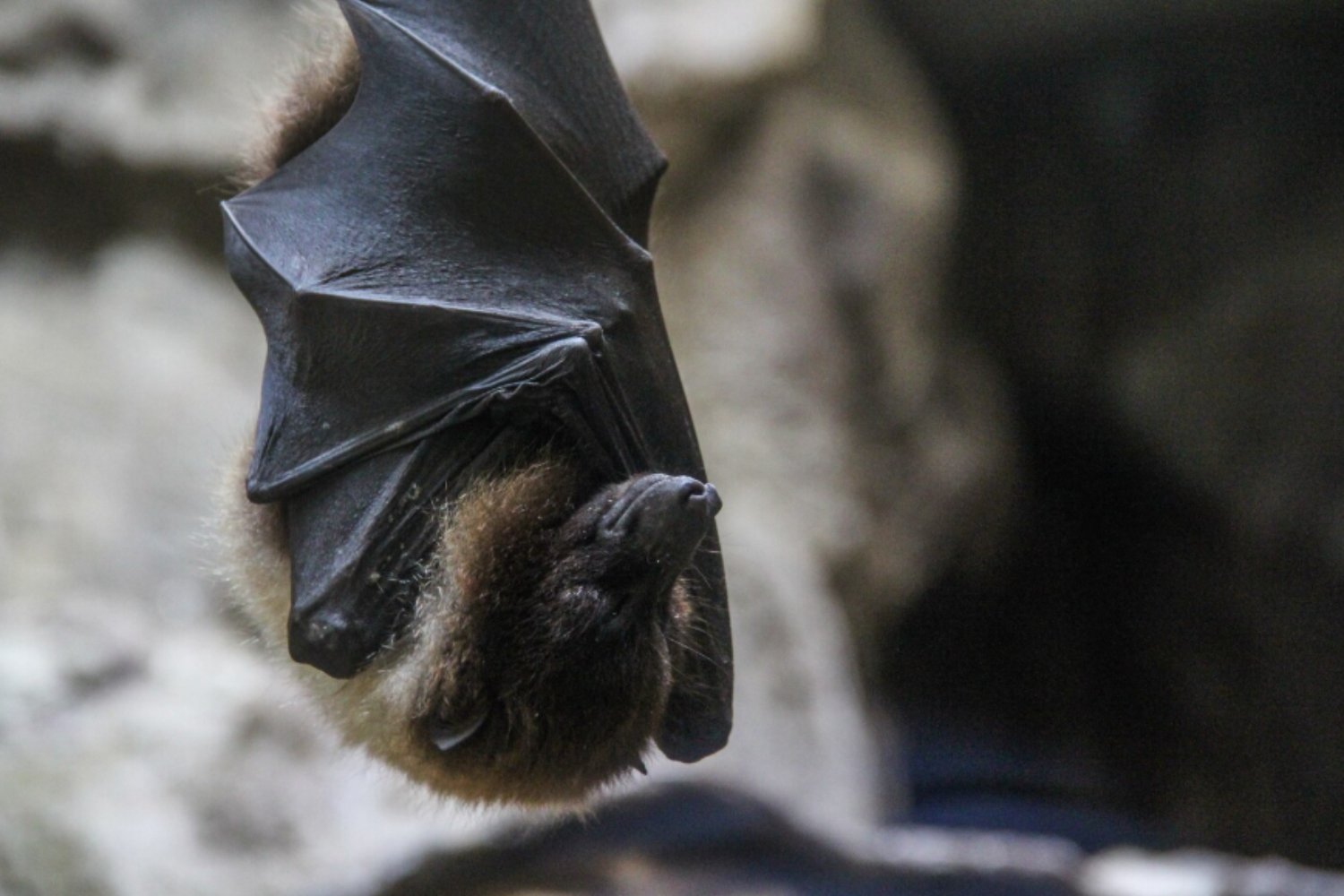 Brasil prueba las primeras “Bat Gates” para proteger cuevas y murciélagos en peligro de extinción