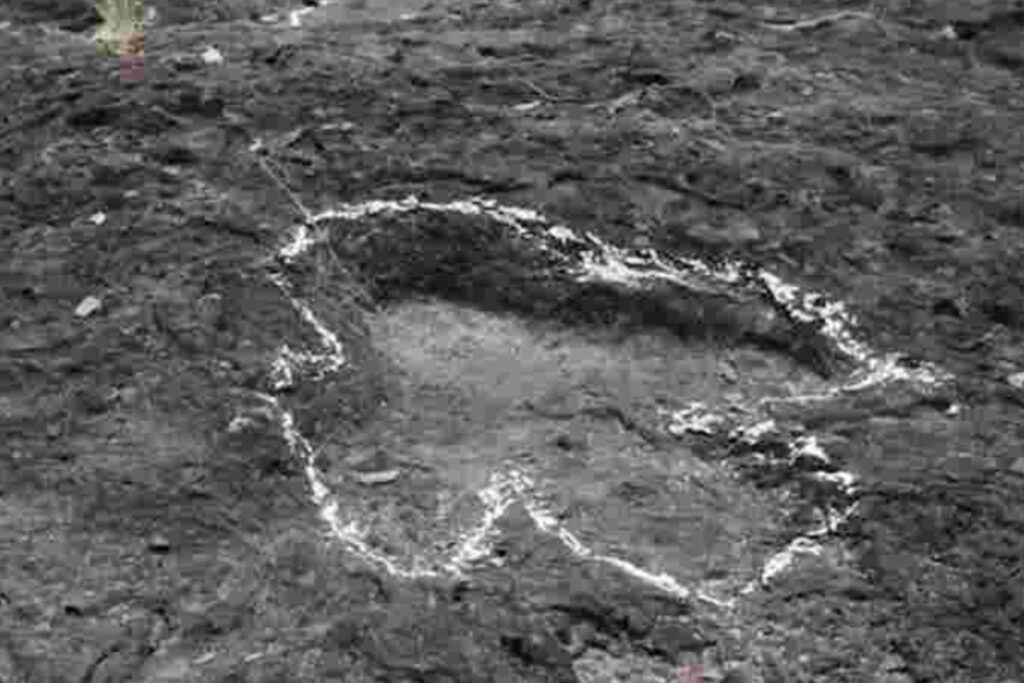 Una huella, dos continentes: evidencia fósil muestra que África y Sudamérica eran una sola tierra