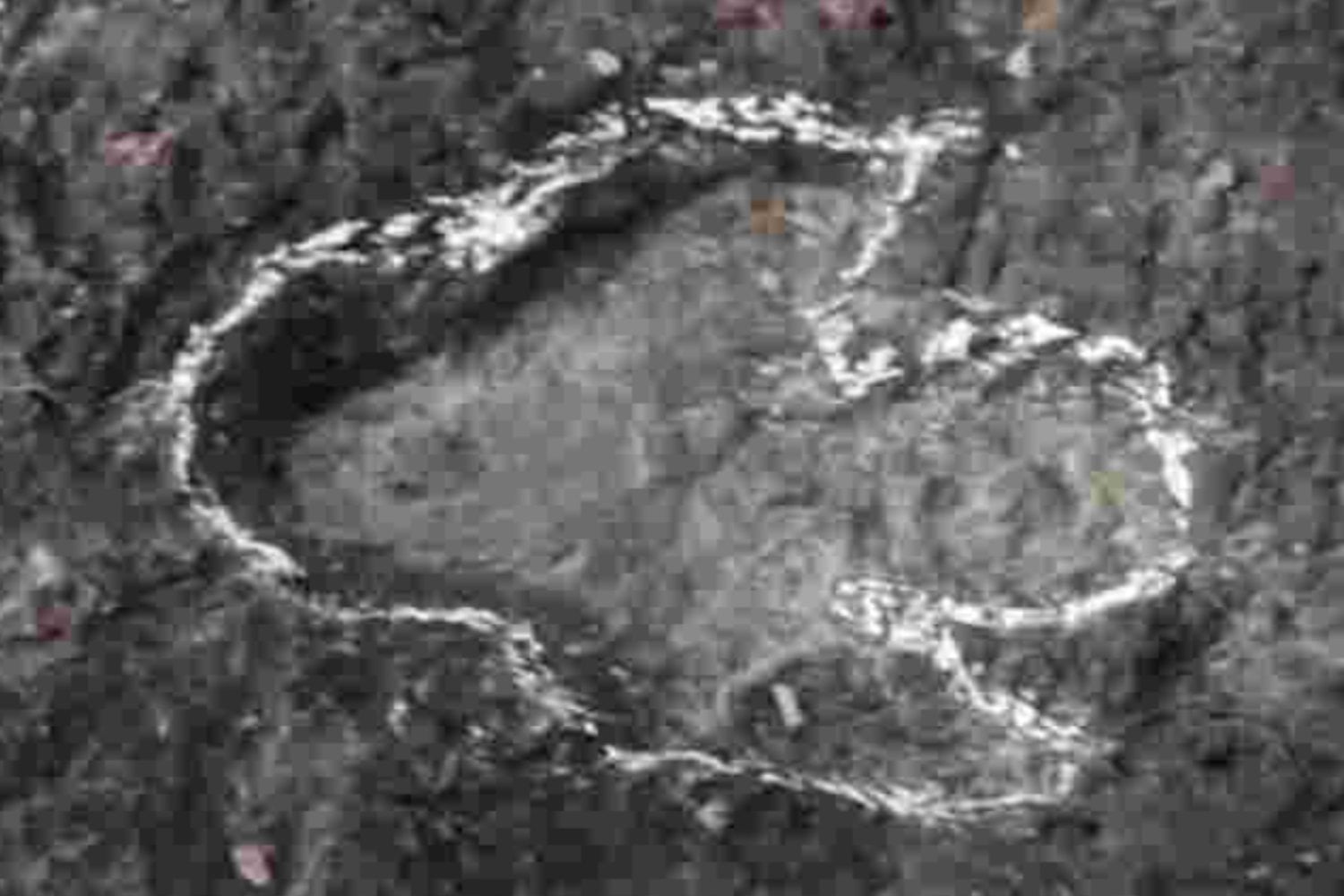 Una huella, dos continentes: evidencia fósil muestra que África y Sudamérica eran una sola tierra