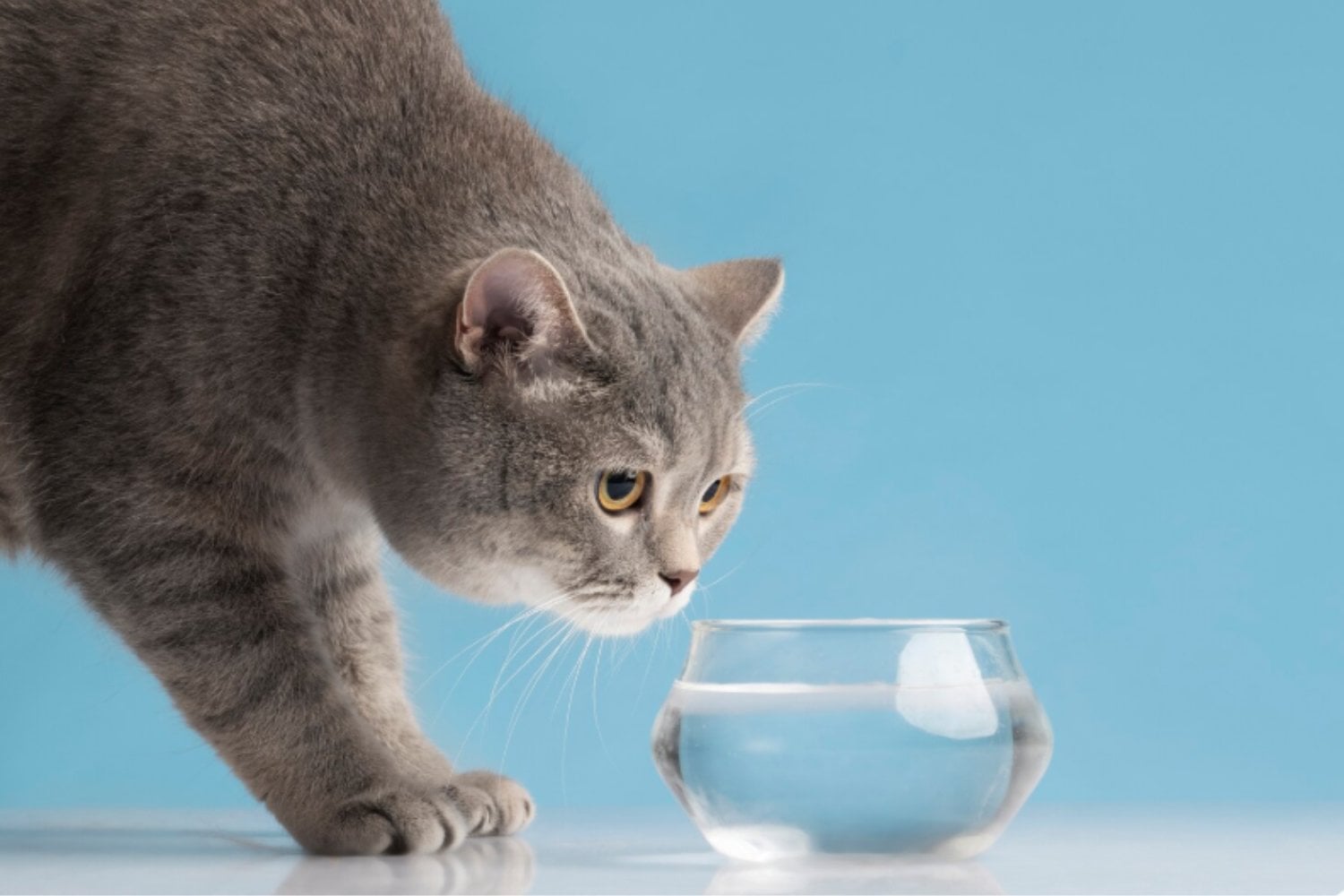 ¿Por qué a la mayoría de los gatos no les gusta el agua?