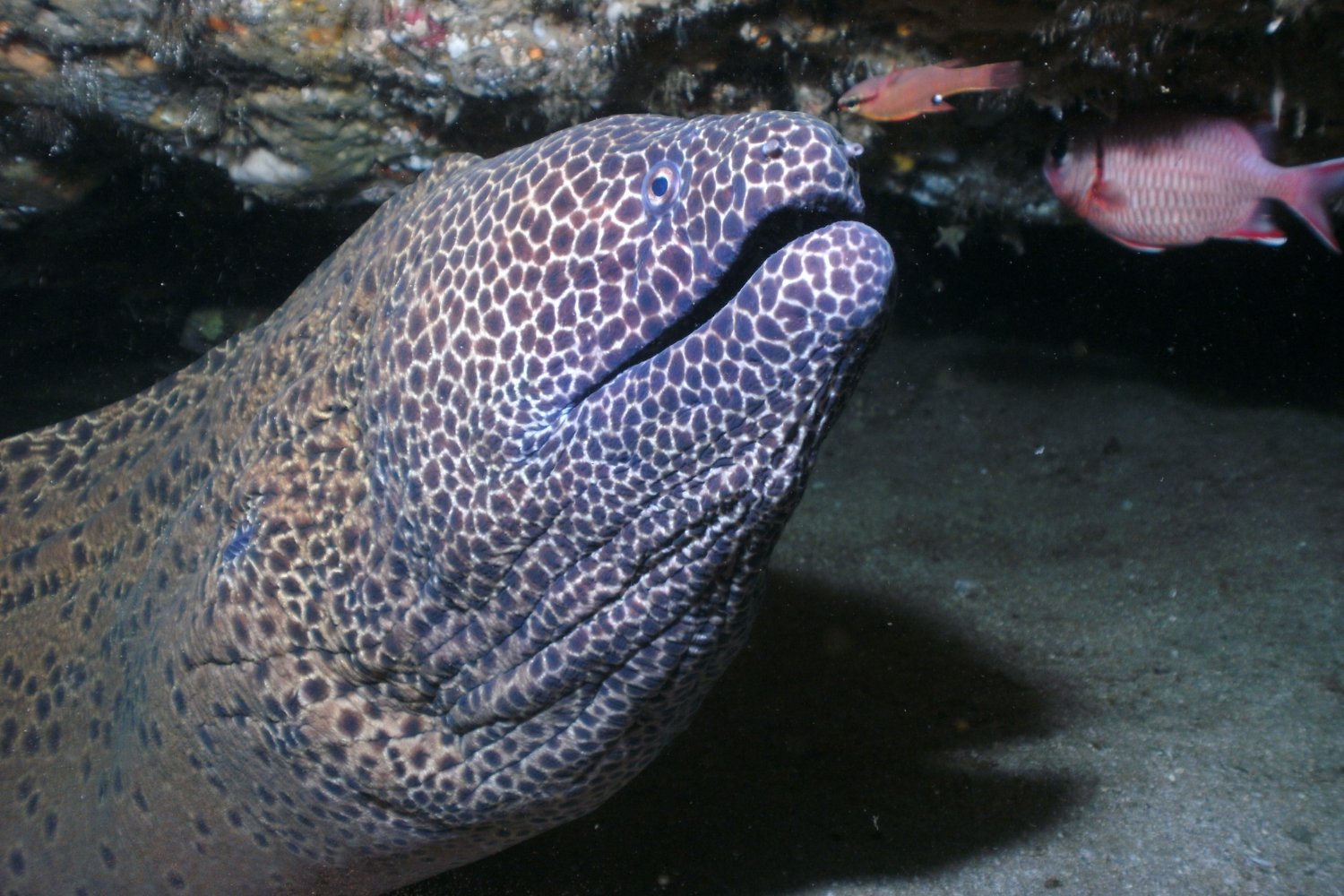 Por qué la anguila es ahora uno de los animales más amenazados del planeta