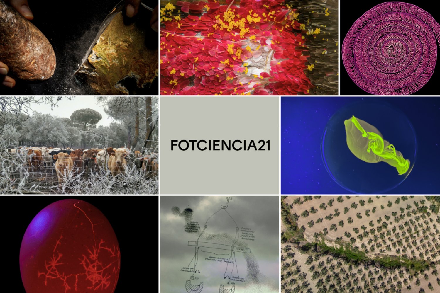 Cuando la ciencia se vuelve imagen: las fotografías que marcaron 2025 según Nature