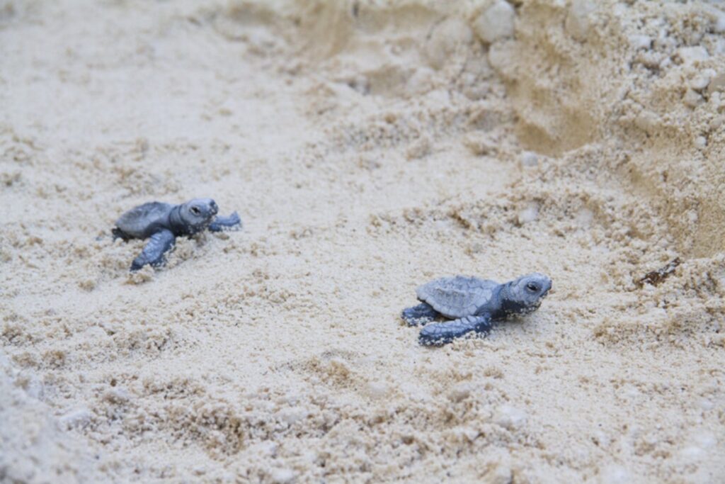 Cuando las tortugas llegan donde nunca lo hacían: la señal silenciosa que inquieta al Mediterráneo