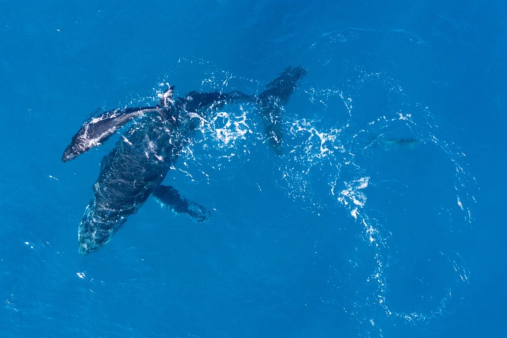 Un virus mortal llega al Ártico: el hallazgo en ballenas que alerta a la ciencia