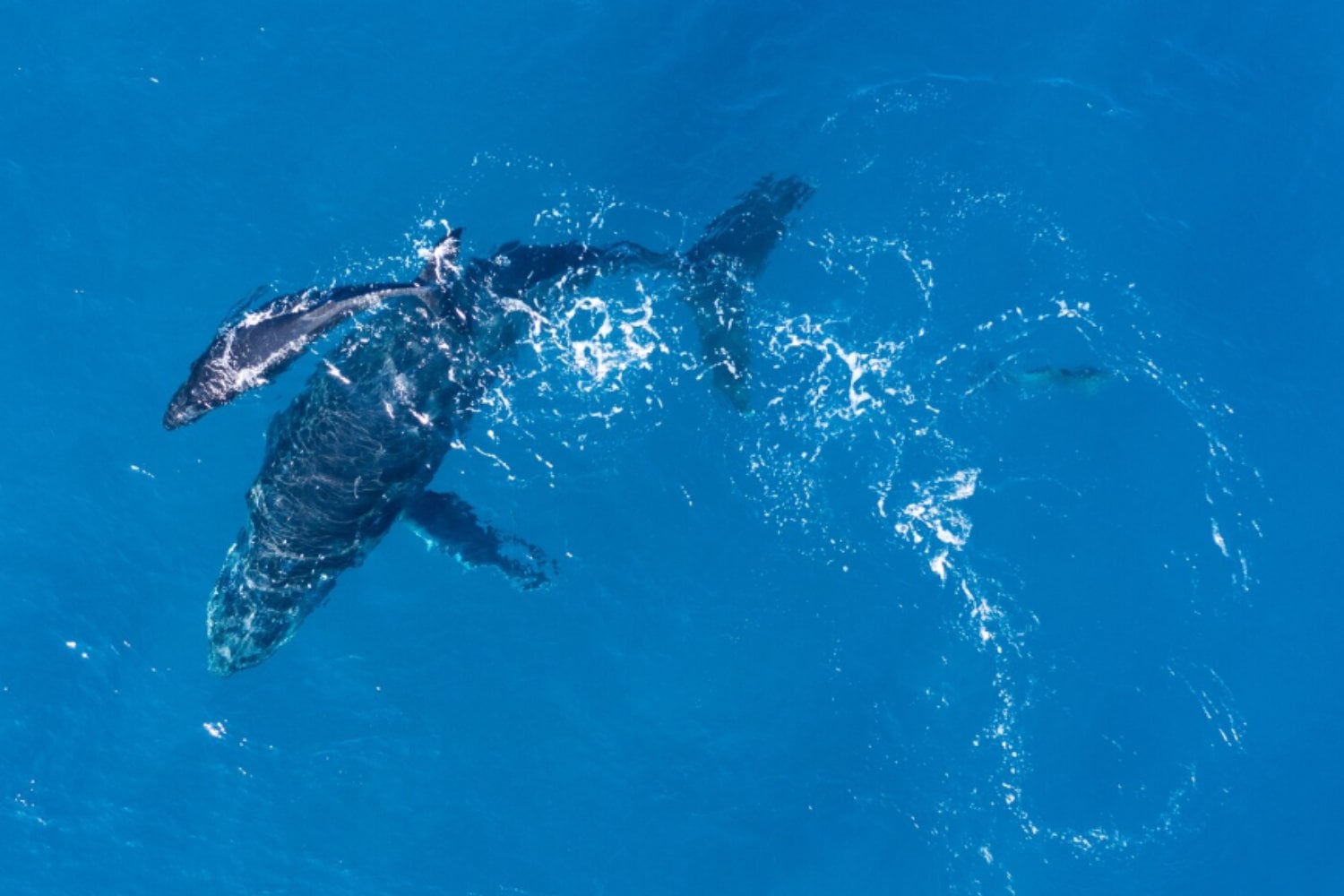Un virus mortal llega al Ártico: el hallazgo en ballenas que alerta a la ciencia