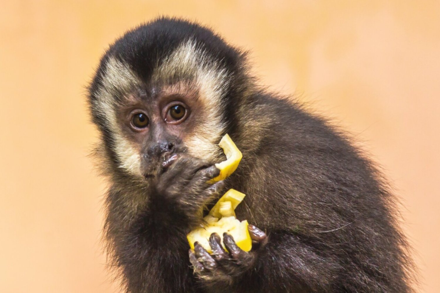 ¿De verdad los monos comen bananas? El mito más famoso sobre su dieta al descubierto