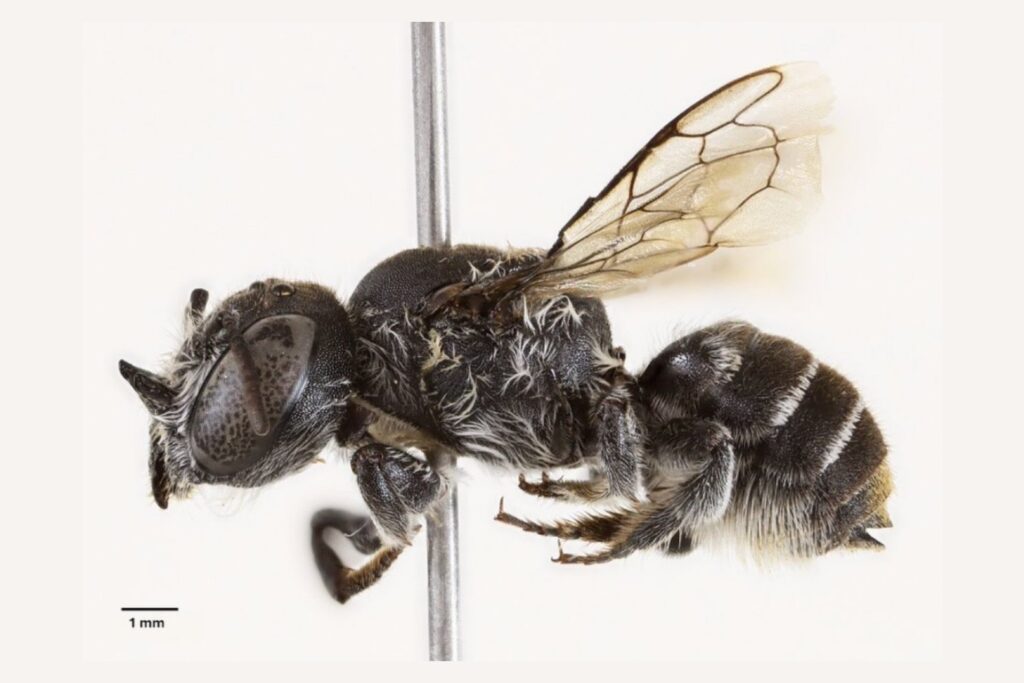 La abeja “Lucifer”: el asombroso insecto de cuernos diabólicos hallado en Australia