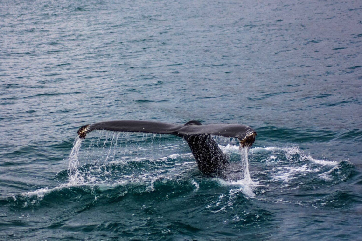 Un virus mortal llega al Ártico: el hallazgo en ballenas que alerta a la ciencia