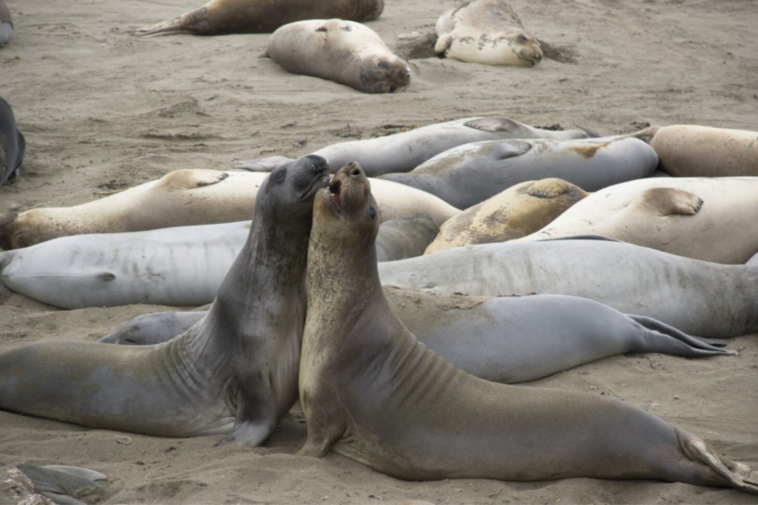 La leche de foca revela un secreto inesperado: un tesoro molecular que supera al humano