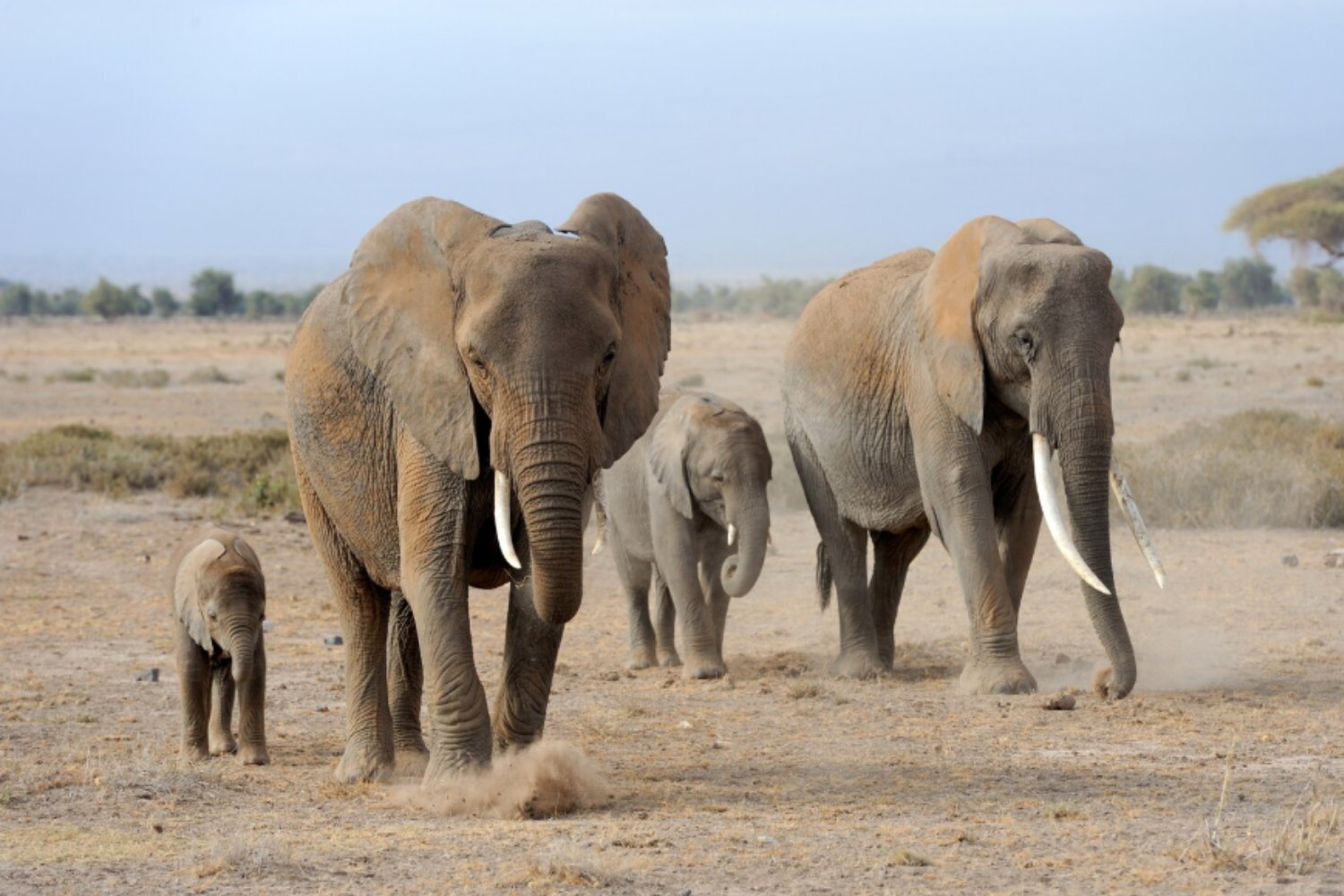 El cáncer no afecta a todos por igual: los animales que la evolución volvió casi inmunes