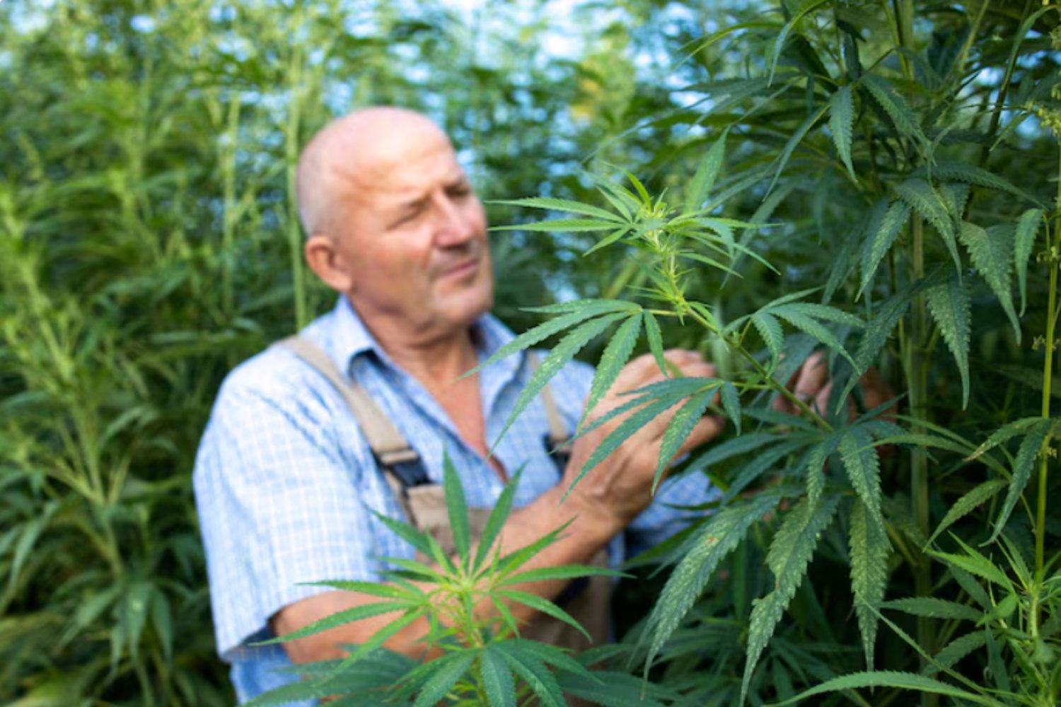 Cannabis medicinal: solo tres usos tienen evidencia científica sólida, advierten investigadores