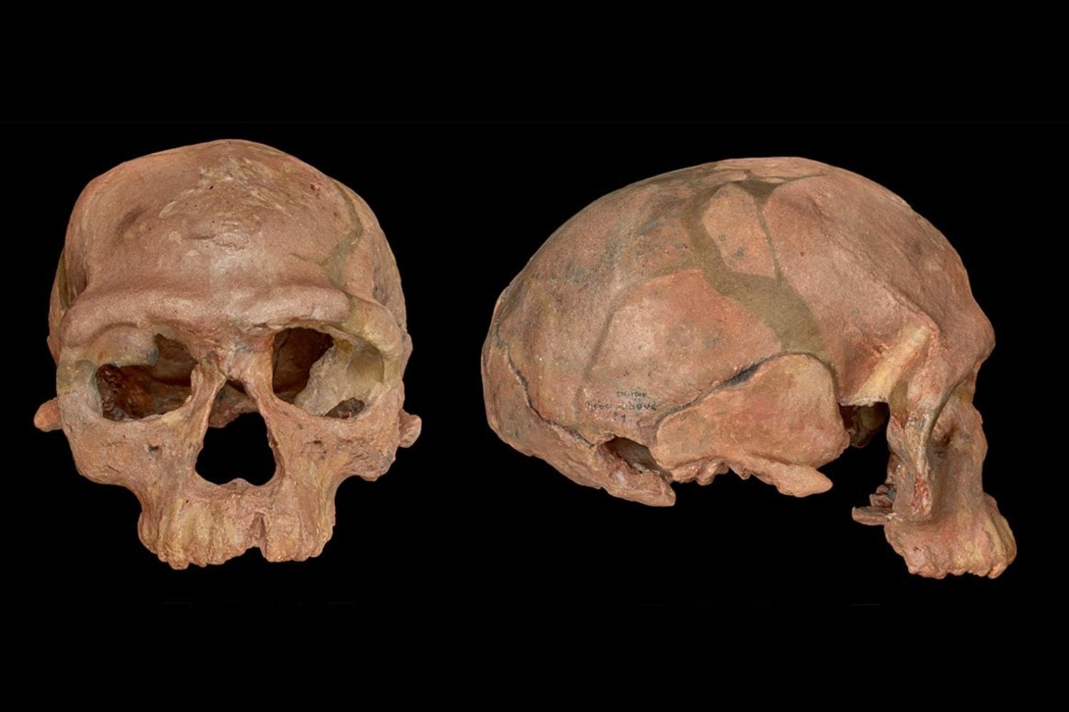 ¿Desde cuándo somos humanos? La historia del origen del género Homo que nos dio forma