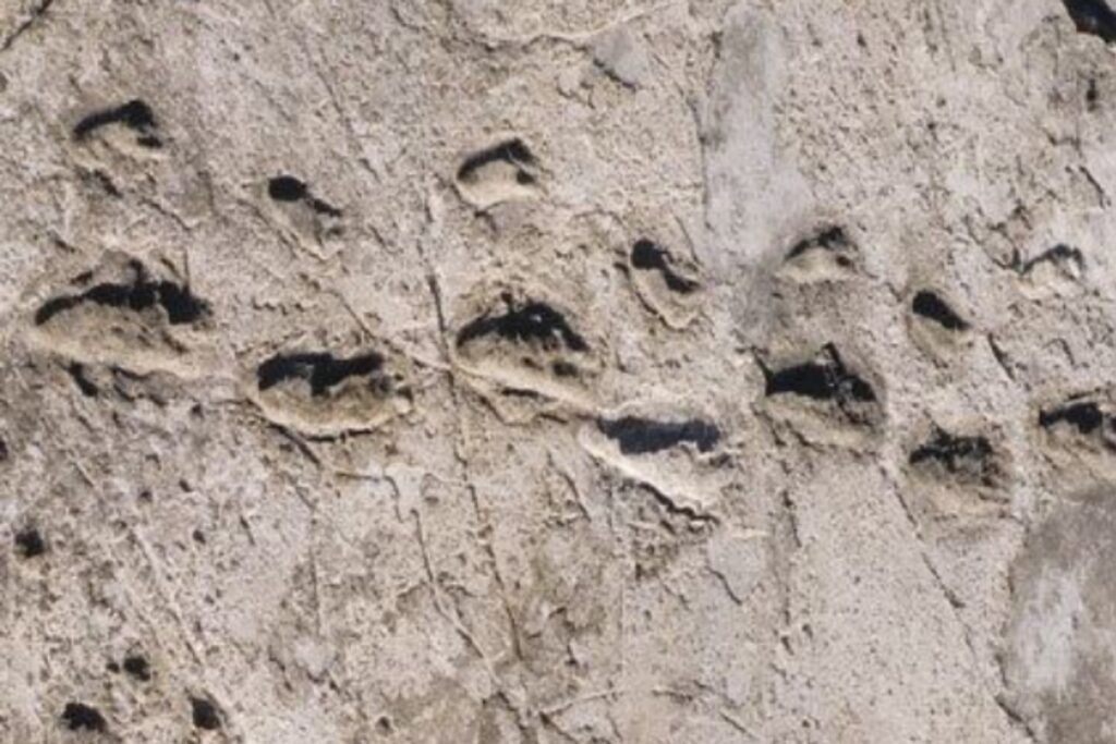 ¿Desde cuándo somos humanos? La historia del origen del género Homo que nos dio forma