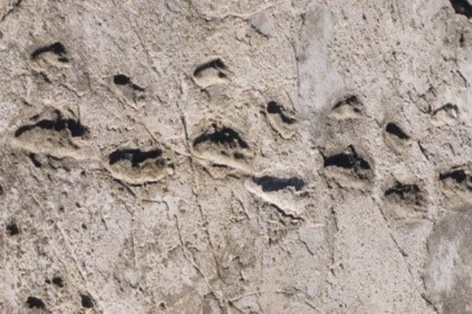 ¿Desde cuándo somos humanos? La historia del origen del género Homo que nos dio forma