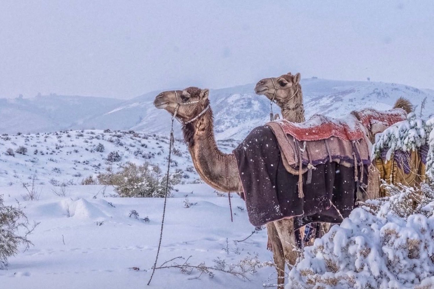 El desierto saudí se tiñó de blanco: la explicación científica detrás de una nevada histórica