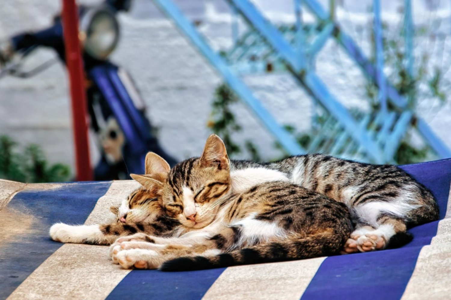 Dormir fresco en verano: claves para el descanso saludable de los gatos