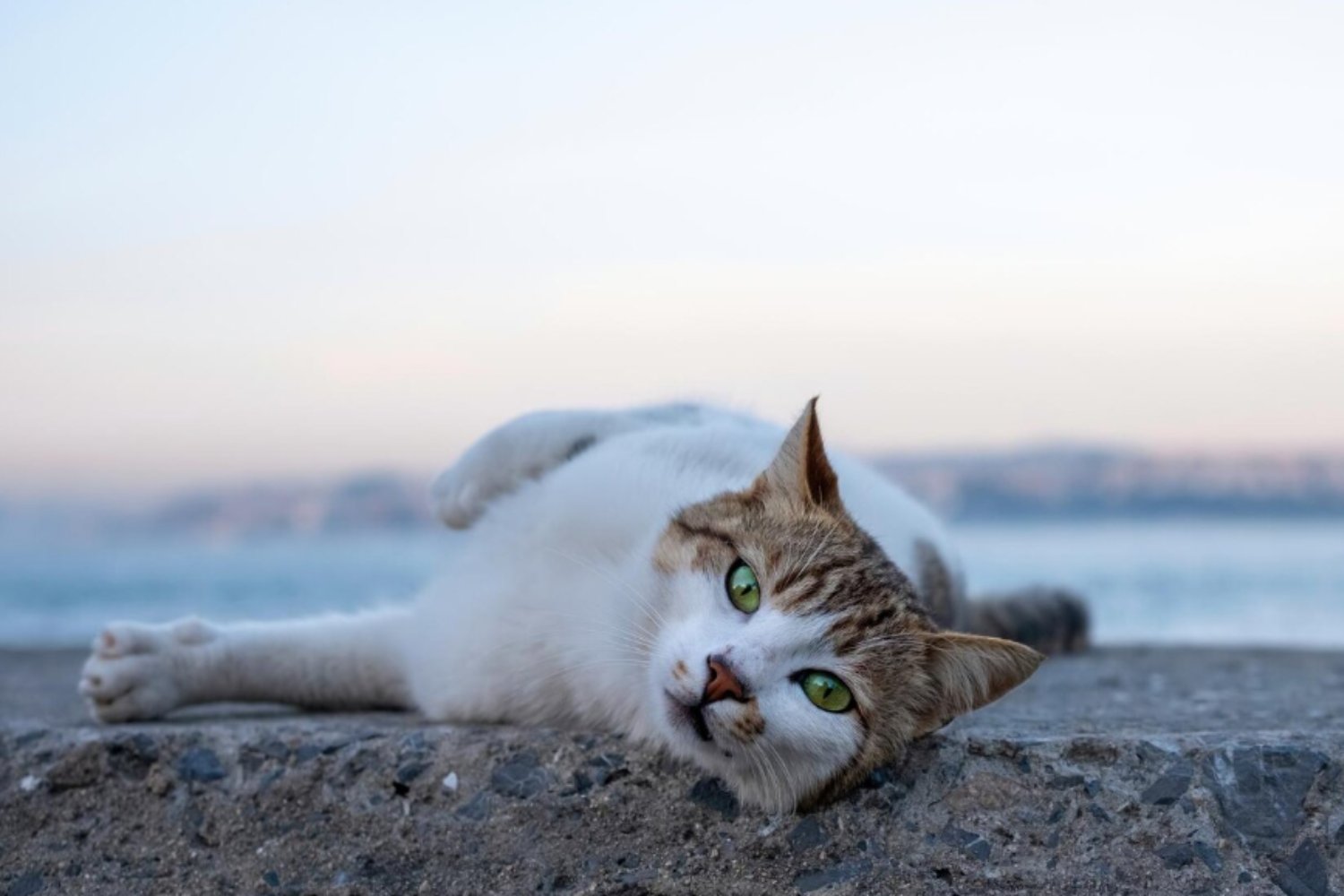 Dormir fresco en verano: claves para el descanso saludable de los gatos