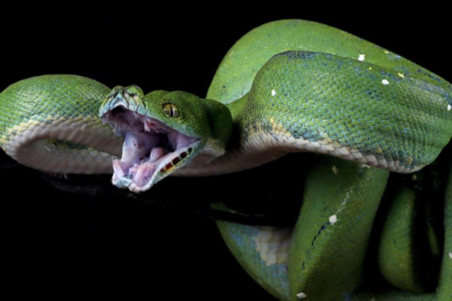 De caballos a nanocuerpos: la revolución silenciosa que está cambiando los antivenenos contra mordeduras de serpiente