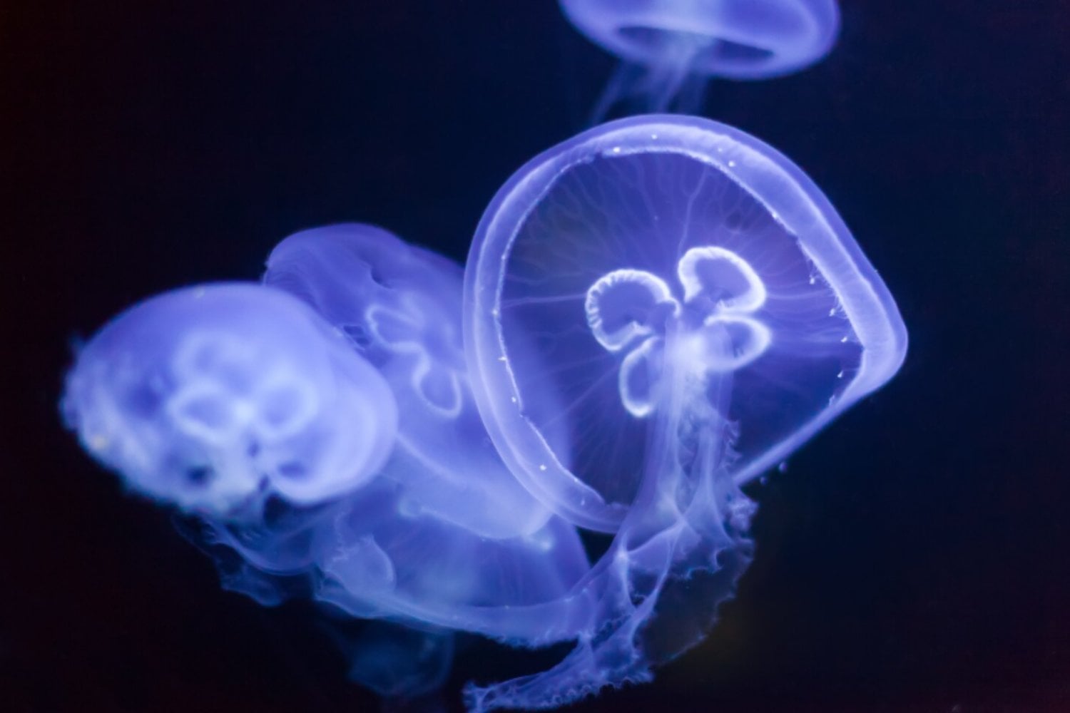 En la oscuridad total del océano, la vida aprendió a encenderse