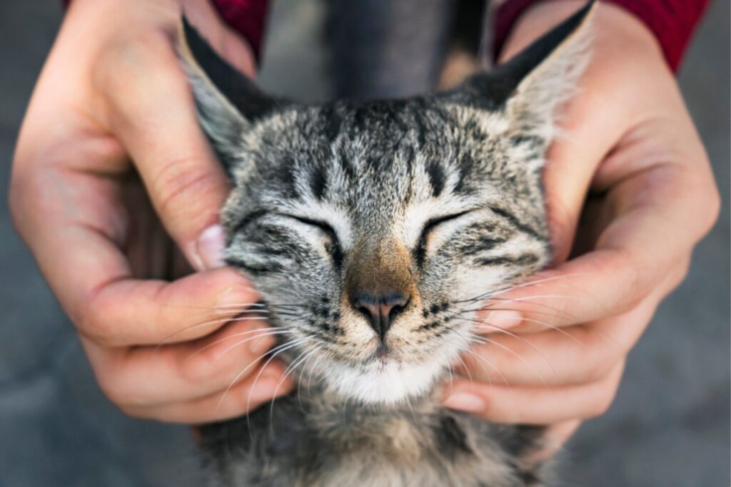 Nuevo estudio adelanta la domesticación del gato moderno a hace 4.000 años