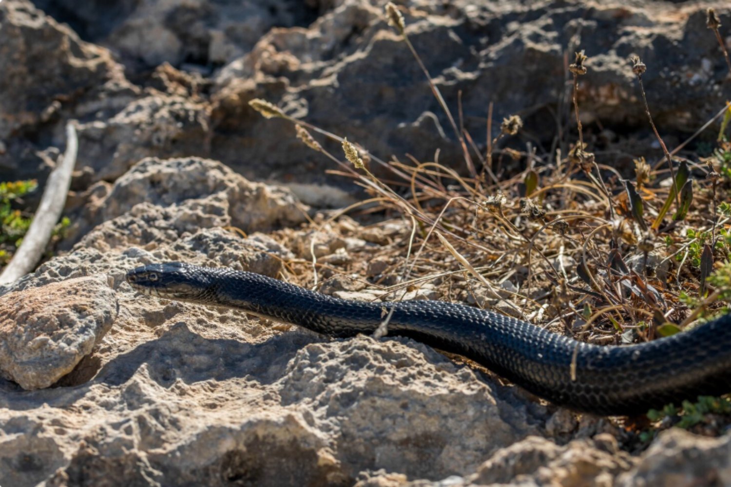 De caballos a nanocuerpos: la revolución silenciosa que está cambiando los antivenenos contra mordeduras de serpiente