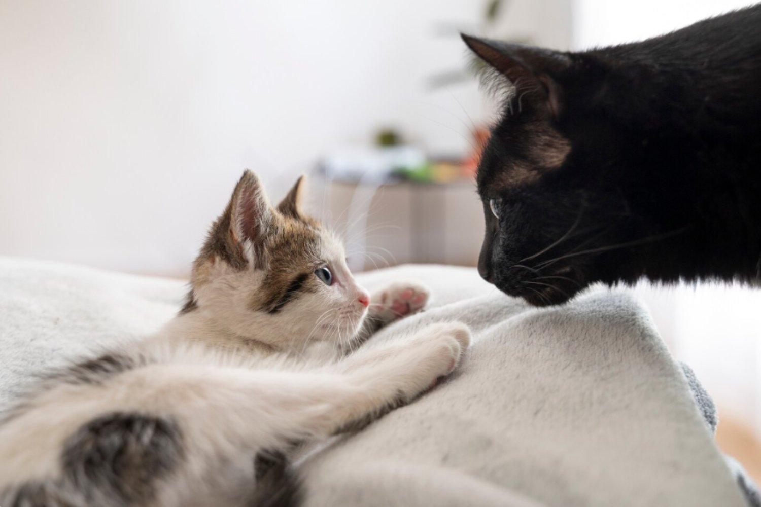 Nuevo estudio adelanta la domesticación del gato moderno a hace 4.000 años