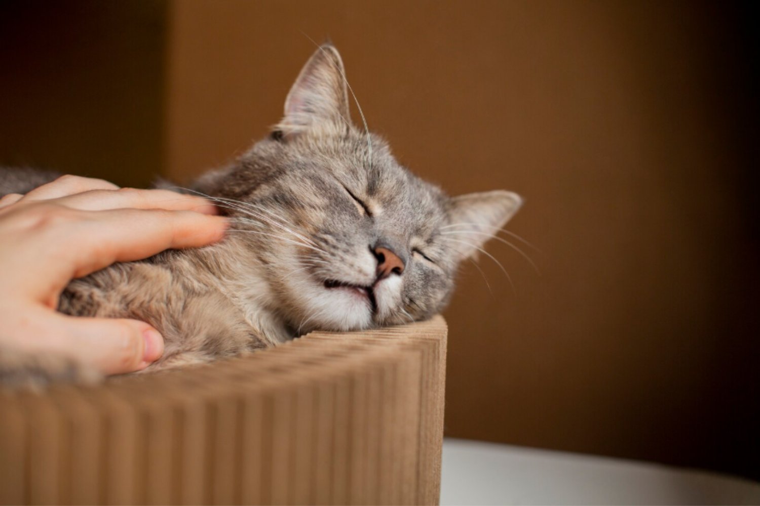 Nuevo estudio adelanta la domesticación del gato moderno a hace 4.000 años