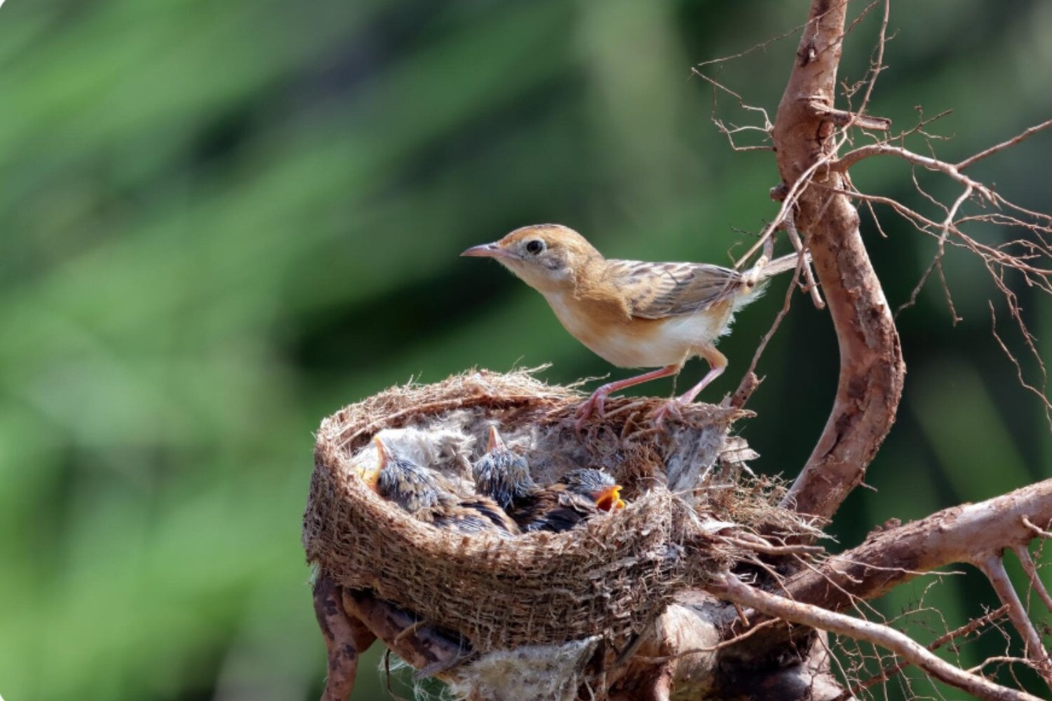 El misterioso arte de las aves que decoran sus nidos con plantas aromáticas