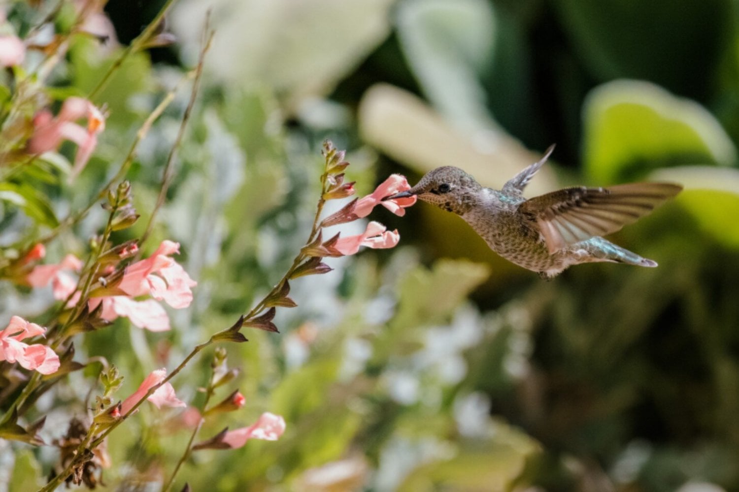 El misterioso arte de las aves que decoran sus nidos con plantas aromáticas