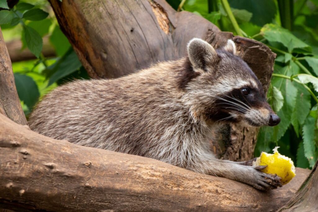 Mapaches urbanos: cómo la basura humana está acelerando la domesticación de una especie salvaje