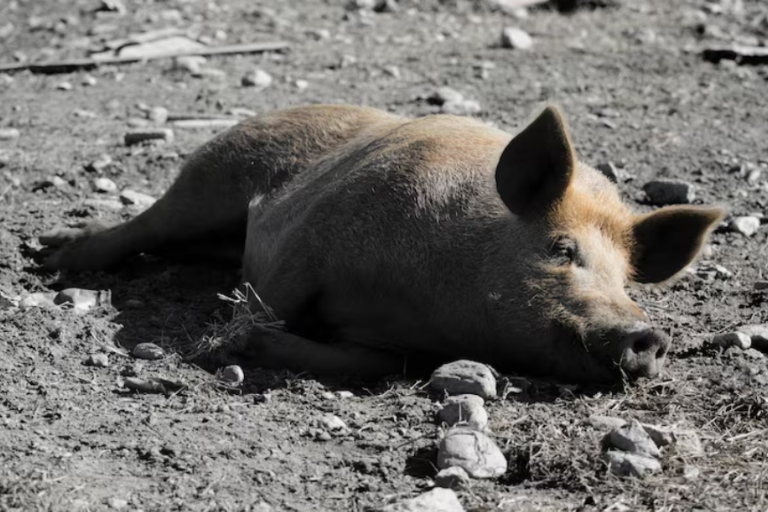 Dinamarca y su decisión extrema: así logró el único caso de “erradicación total” de jabalíes para frenar la peste porcina