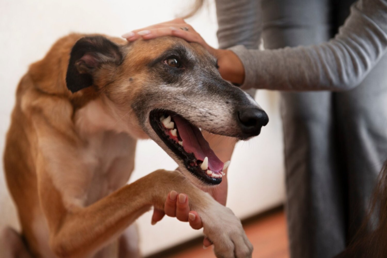 El lado oscuro de la pirotecnia: lo que las fiestas le hacen al planeta y a nuestros oídos