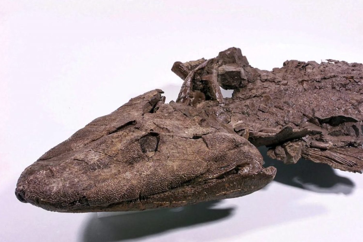 El primer caminante de la historia: el día en que un pez decidió ponerse de pie