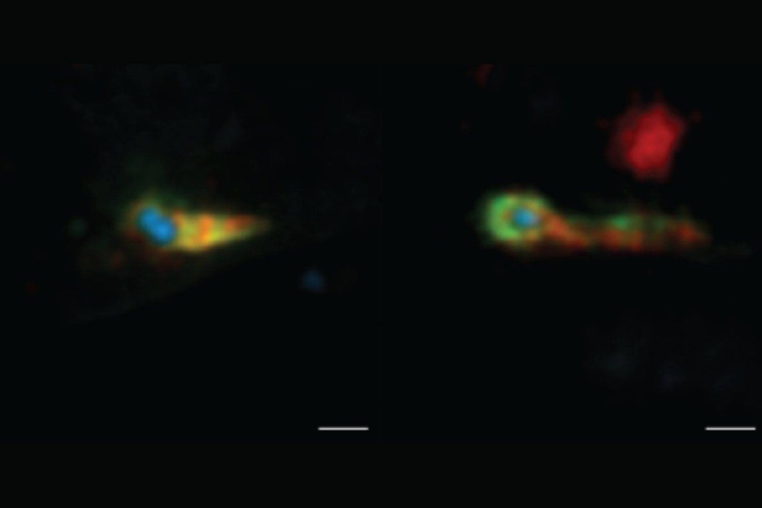Reescriben el origen de la vida compleja: así era nuestro ancestro microbiano