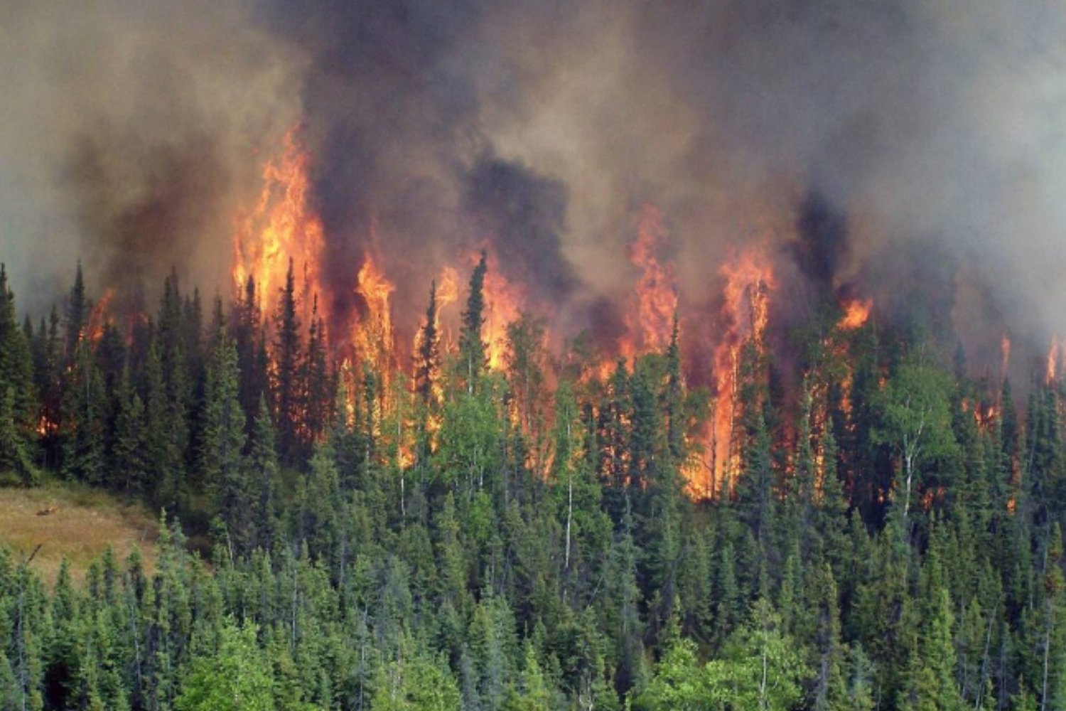 Algo ha cambiado en el Ártico: el fuego invade la tundra por primera vez en milenios