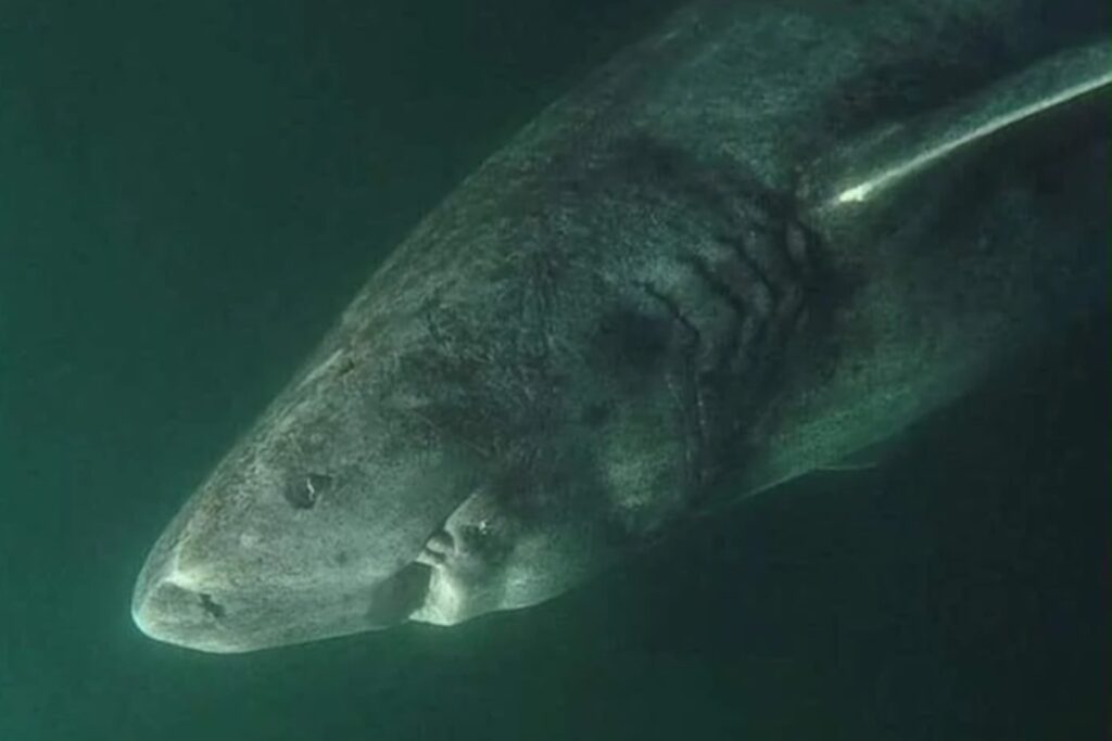 Hallan más de 30.000 fósiles en el Ártico: un ecosistema completo de reptiles marinos que cambia la historia de la vida tras la Gran Mortandad