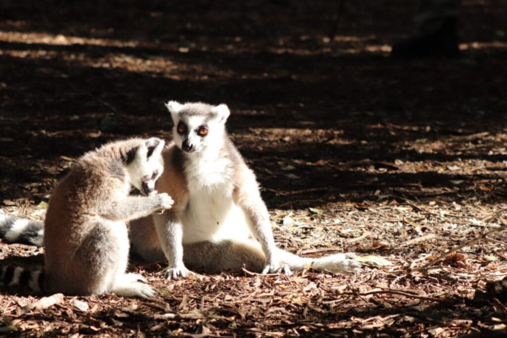 Ciencia revela qué tan fieles somos realmente: el resultado pone a los humanos junto a especies inesperadas