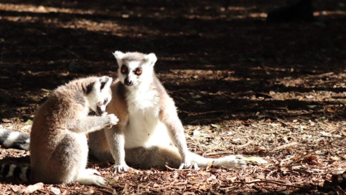 Ciencia revela qué tan fieles somos realmente: el resultado pone a los humanos junto a especies inesperadas