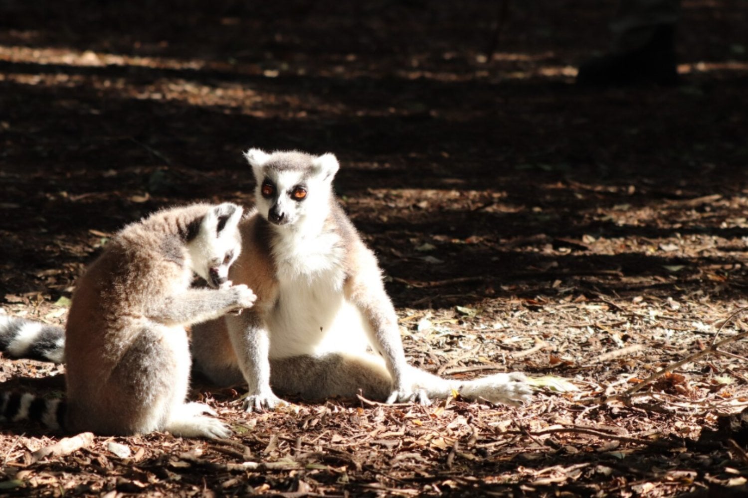 Ciencia revela qué tan fieles somos realmente: el resultado pone a los humanos junto a especies inesperadas