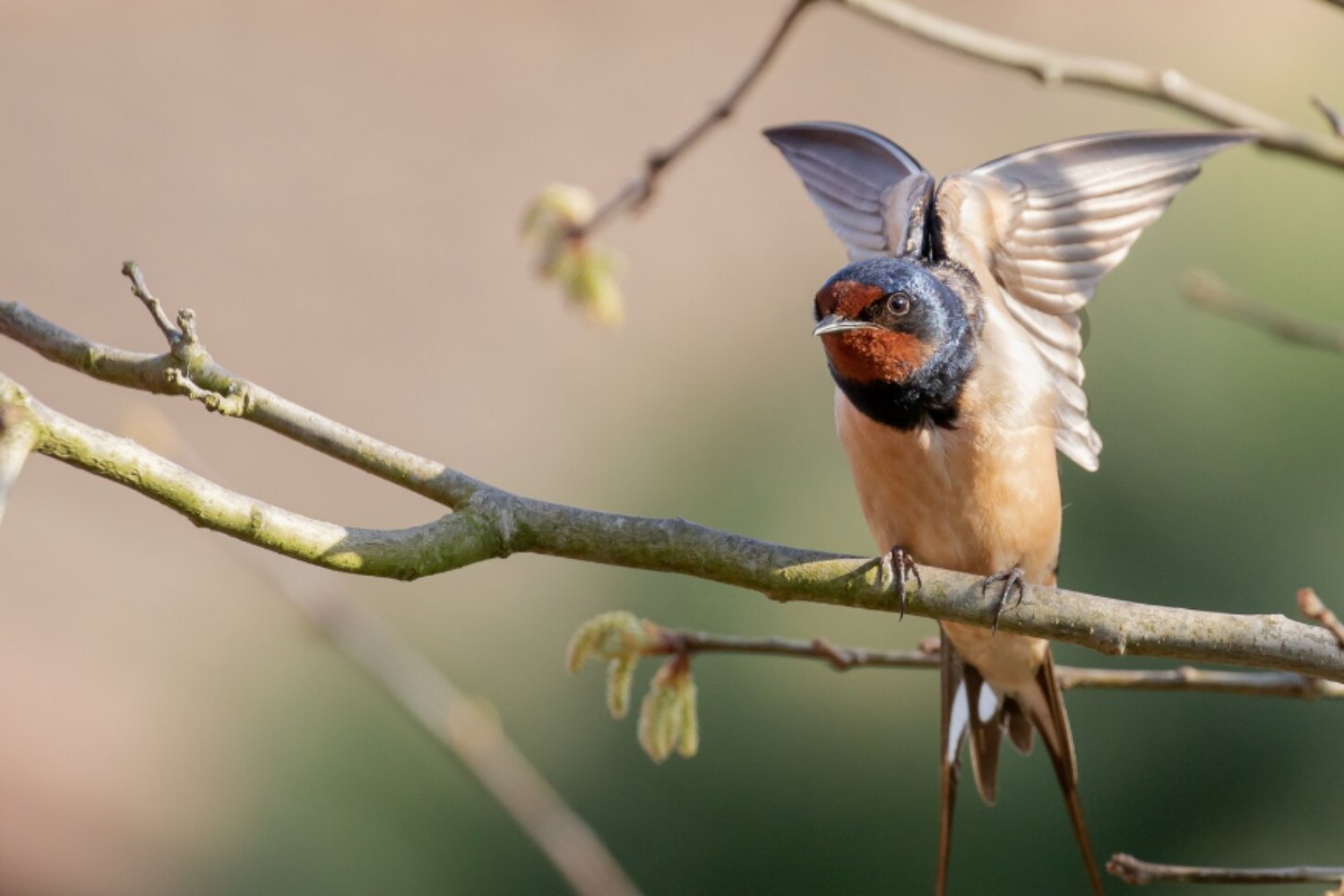 El asombroso GPS natural de las golondrinas: cómo encuentran su nido tras volar miles de kilómetros