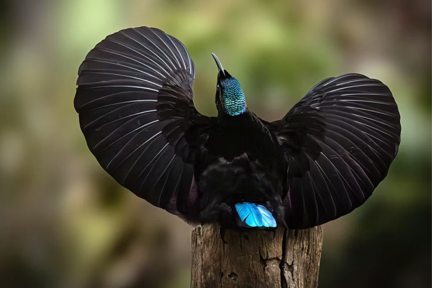 El “ultranegro” que devora la luz: cómo un ave exótica inspiró la tela más oscura jamás creada