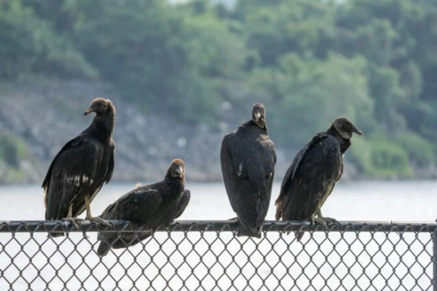 Aves De Rapiña