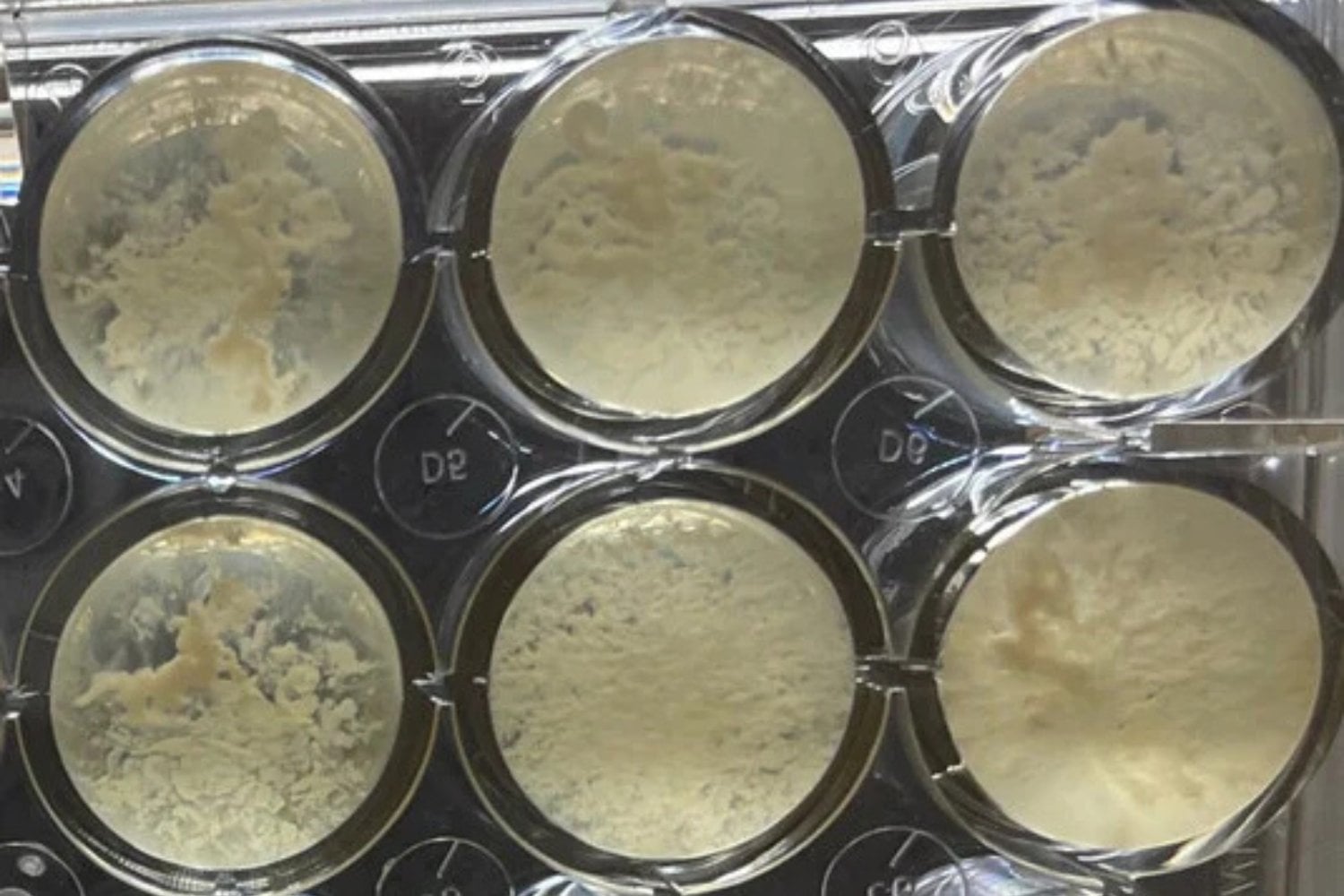 Celulas De T Phoenicis