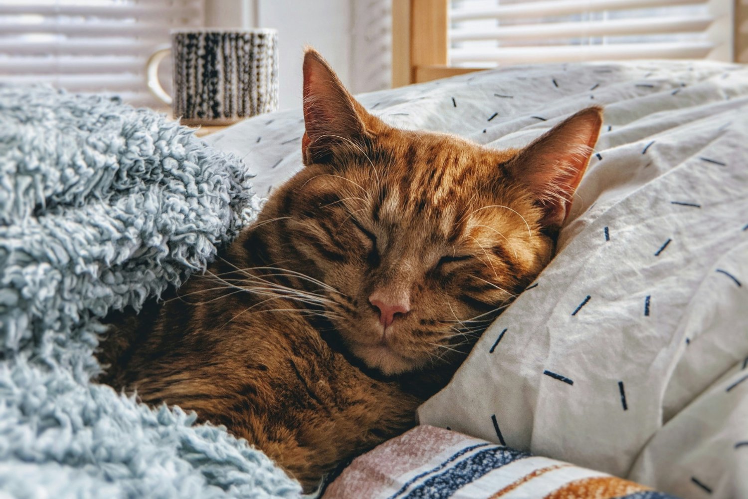 Comportamiento Social De Gatos