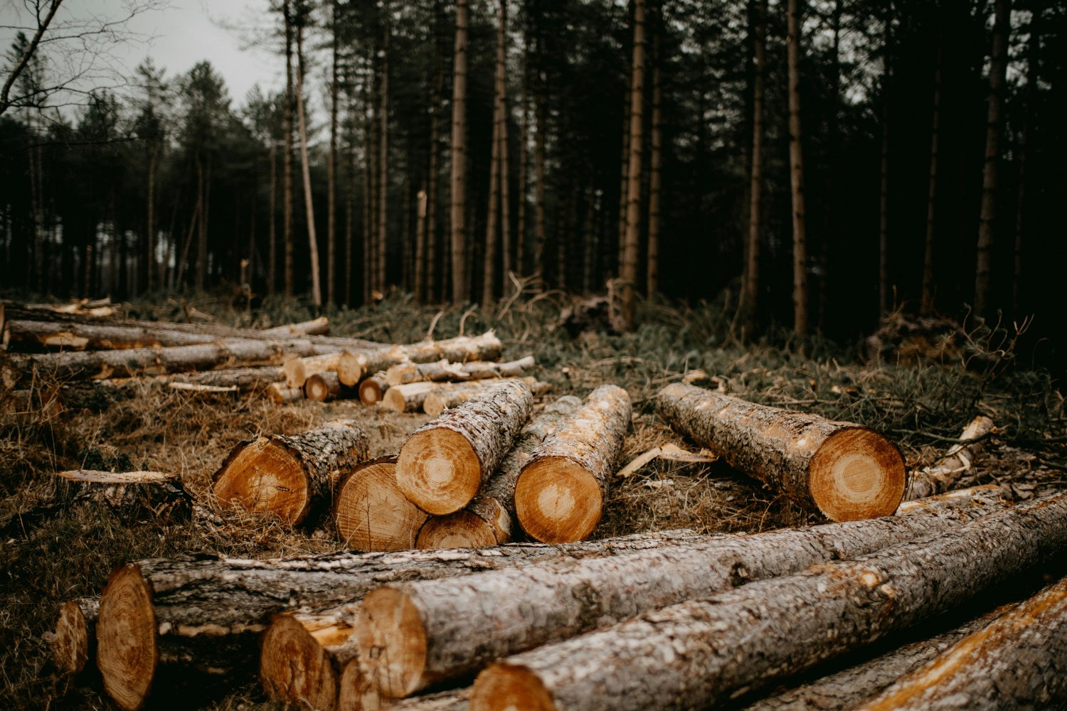 Deforestacion