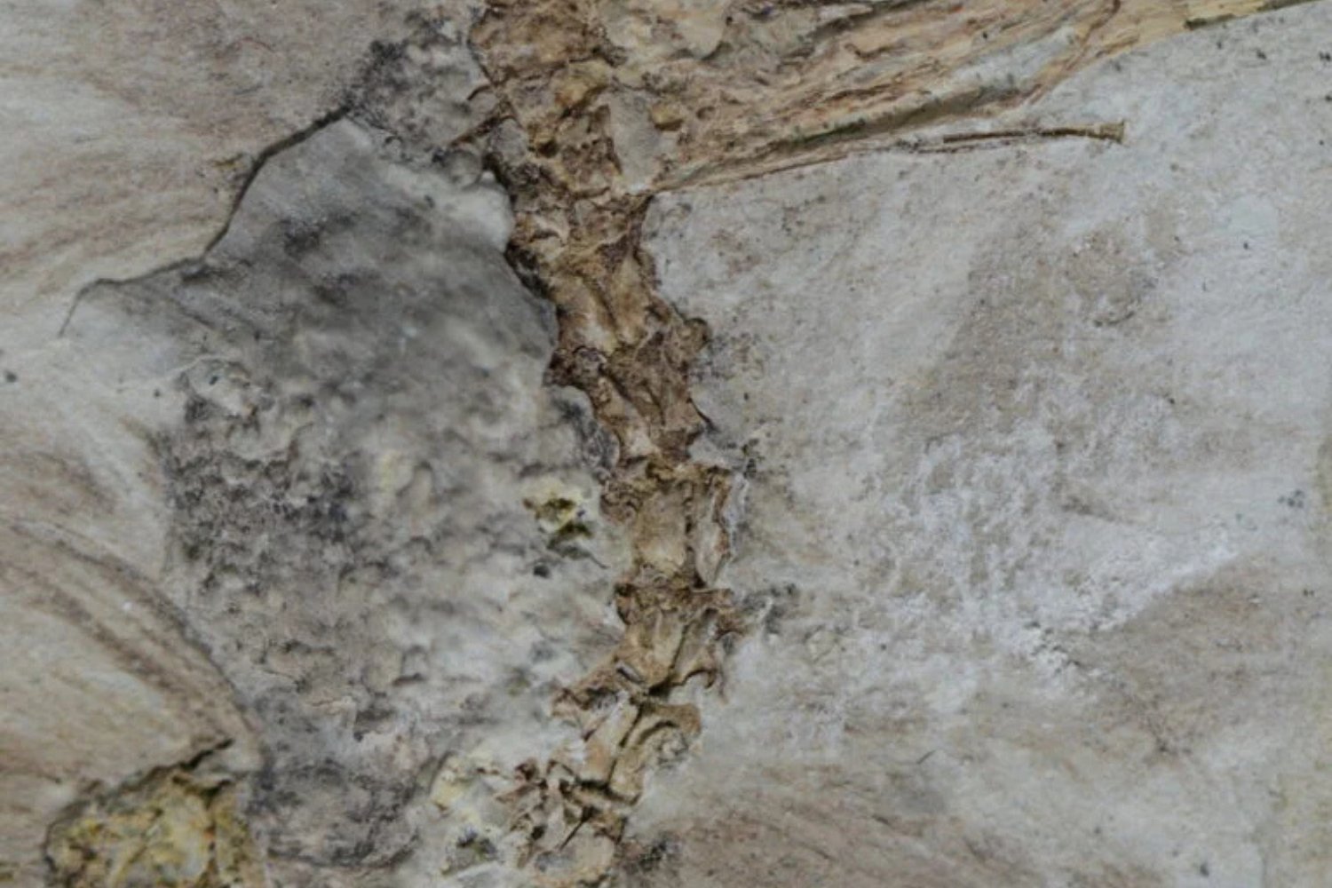 Fosil De Pajaro De Cerca