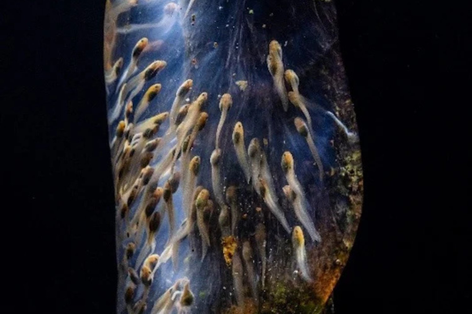 Galaxia Anfibia